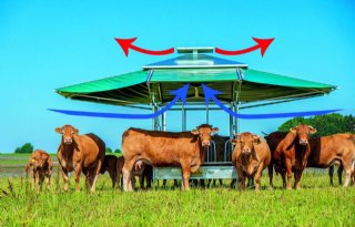 Schoorsteeneffect geeft koeien koelte onder overkapping