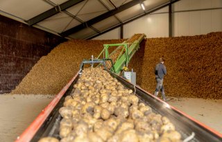 Aardappelverwerkers schakelen naar hogere versnelling