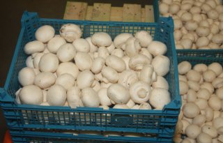 5 miljoen euro voor promotie champignons in Europese Unie