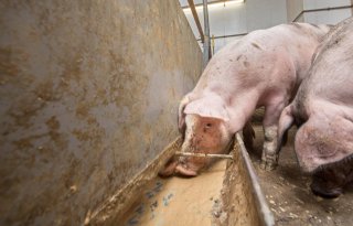 Vereneiwit geknipt voor brijvoer van varkens