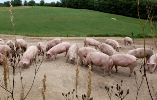 Franse+varkenshouders+willen+rem+op+import+buitenlandse+levensmiddelen