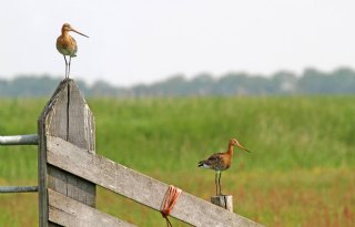 Extra geld voor weidevogelbeheer Noord-Holland