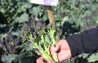 Bejo zet met nieuwe sprouting broccoli stap in arbeidsgemak