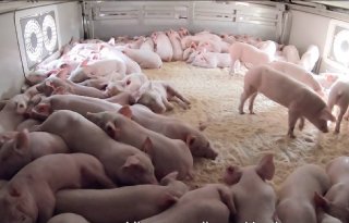 In Polen stoppen iedere dag 24 varkenshouders