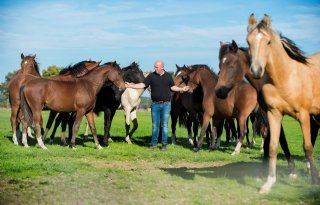 Peter van de Pas: 'Limburg is uitgegroeid tot paardenhotspot'