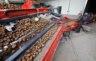 Aardappelproductie in EU4-landen daalt 6 procent