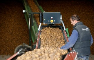 Vooral België koopt meer Nederlandse aardappelen