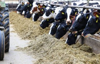 Nestlé investeert miljoenen in Nederlandse melkveehouderij