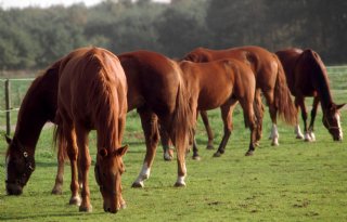 Zelf registreren van importmelding paarden niet meer mogelijk