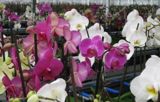 Grote Groningse orchideeënkweker stopt ermee