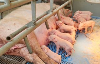 Countus: varkenshouders moeten technische kengetallen kennen