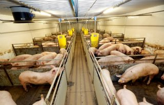 Frans instituut: varkensproductie krimpt in eerste halfjaar