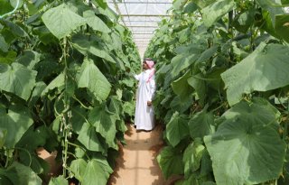 Nederlandse tuinbouwsector op handelsmissie naar Saoedi-Arabië