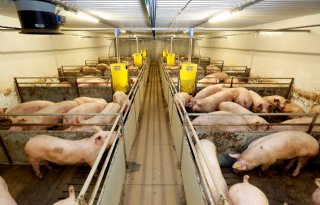Varkenssector EU krimpt minimaal 10 procent in tien jaar