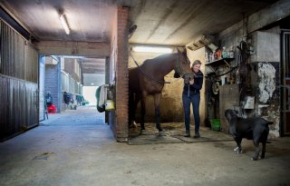 Paarden en transport: van gezamenlijke hobby naar serieuze business