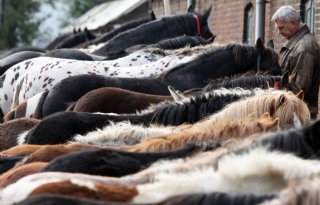NVWA deelt boetes uit op paardenmarkt Zuidlaren