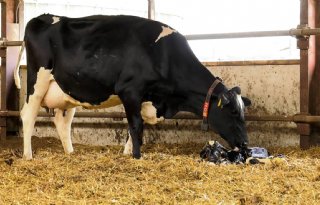 Vitale kalveren: Hoe pakt een veehouder longontsteking aan?