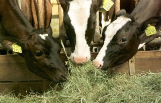 Rechter vernietigt natuurvergunning van drie Brabantse veehouders