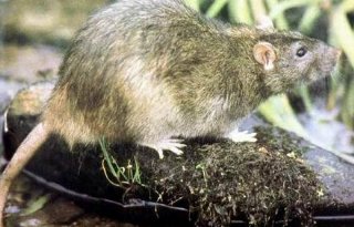Bestrijding ratten en muizen vereist andere licentie