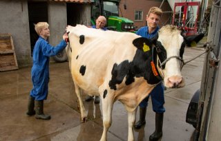 Koeien klaarmaken voor Holland Holstein sHow Leeuwarden