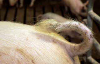 Deense varkenshouders krijgen controle voorkomen staartbijten