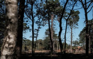 Natuurherstel Stelkampsveld heeft bijna twintig jaar geduurd