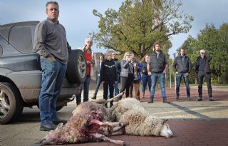 Dode schapen gedumpt op stoep van provinciehuis in Assen