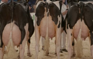 Veel aanmeldingen voor Holland Holstein sHow