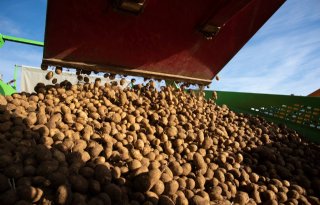 Oppepper voor robuuste biologische aardappelen