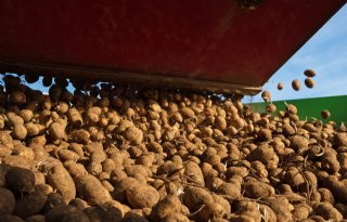 Termijnmarkt aardappelen moet 30 eurogrens loslaten