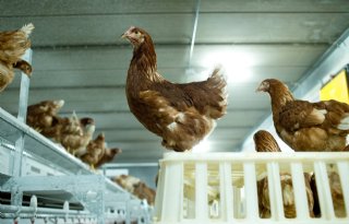 Vogelgriep op leghennenbedrijf in Belgische Tongeren