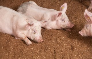 Vijftien varkenshouders kiezen voor Krullvarken