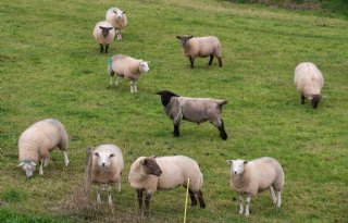 Blauwtong op vier schapenhouderijen in Utrecht en Noord-Holland