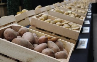 Den Hartigh: aardappelproefveld niet beregenen en schraal bemesten