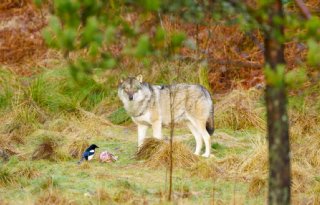 Gelderland levert nieuwe munitie aan voor paintballen op wolf
