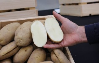 Industrie+gebruikt+in+2023+net+geen+4+miljoen+ton+aardappelen