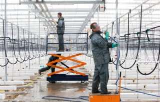 ABN Amro: Nederland produceert tot 10 procent minder glasgroenten