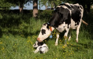 LTO: 'Convenant dierwaardige veehouderij nog niet tekenwaardig'