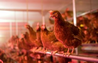Franse onderzoekers: inenting stopt vogelgriepverspreiding niet