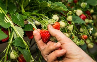 Nederlander kiest in mei en juni massaal voor aardbeien