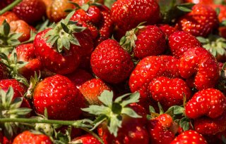Duitse ngo's willen boycot Spaanse aardbeien vanwege illegaal watergebruik