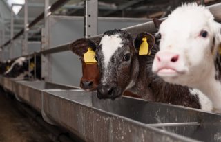 Raad van State laat uitbreiding intensieve veehouderij bij Veluwe toe