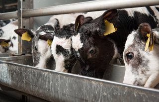 Europese Rekenkamer: handhaving diertransport kan beter