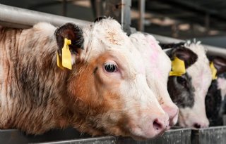 Rechtbank vernietigt natuurvergunningen Gelderse veehouderijen