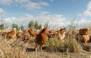 Vogelgriep op biologisch legbedrijf in Biddinghuizen