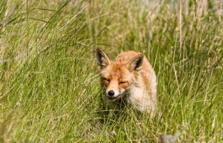 Raad van State keurt nachtelijke vossenjacht in Zuid-Holland goed