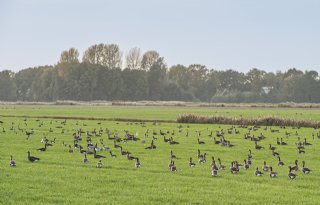 Boerenorganisaties+vinden+interprovinciaal+ganzenplan+te+theoretisch