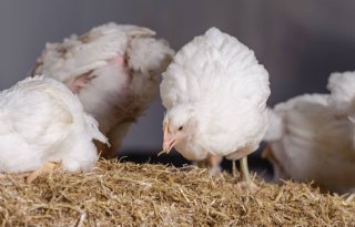 Productie en consumptie pluimveevlees en eieren groeien
