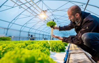 Dutch Greenhouse Delta start samenwerking met Viscon Group