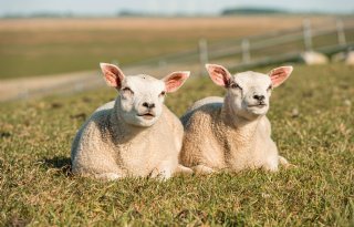 Waterschap zet 250 schapen in om dijken te versterken tegen droogte